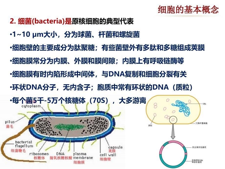 医学细胞生物学：第二章 细胞的概念与分子基础_第5页