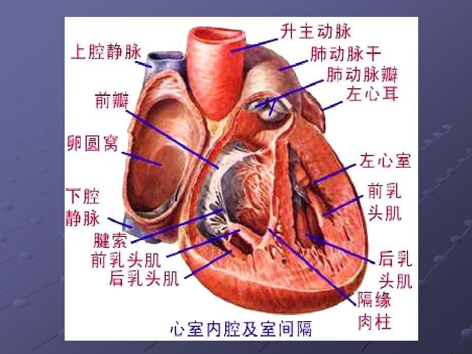 室性期前收缩及室性心动过速的体表心电图定位课件_第5页