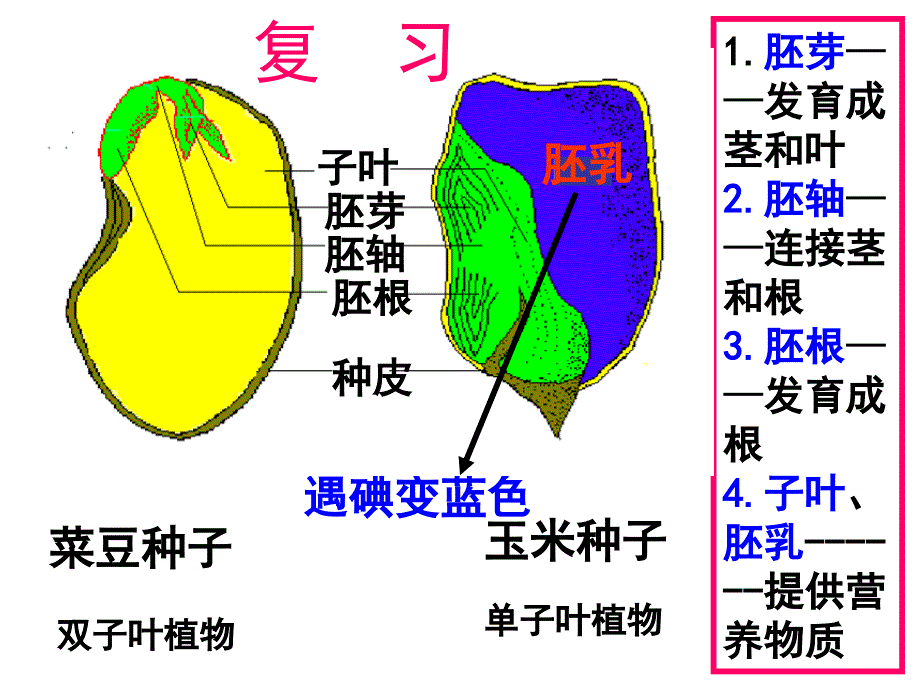 种子的萌发(用)_第2页