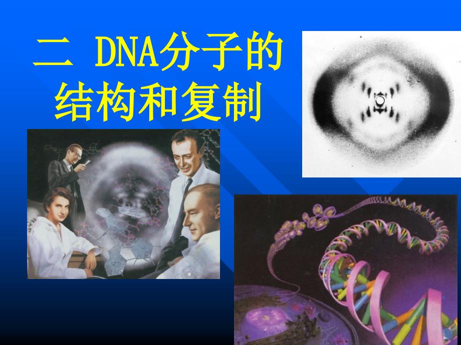 ilgmqyDNA分子的结构和复制_第1页