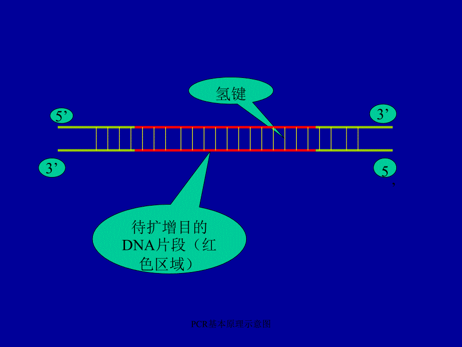 PCR基本原理示意图_第2页