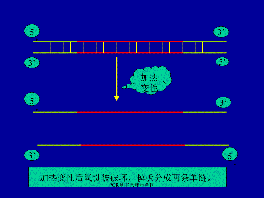 PCR基本原理示意图_第3页