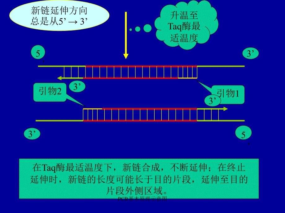 PCR基本原理示意图_第5页