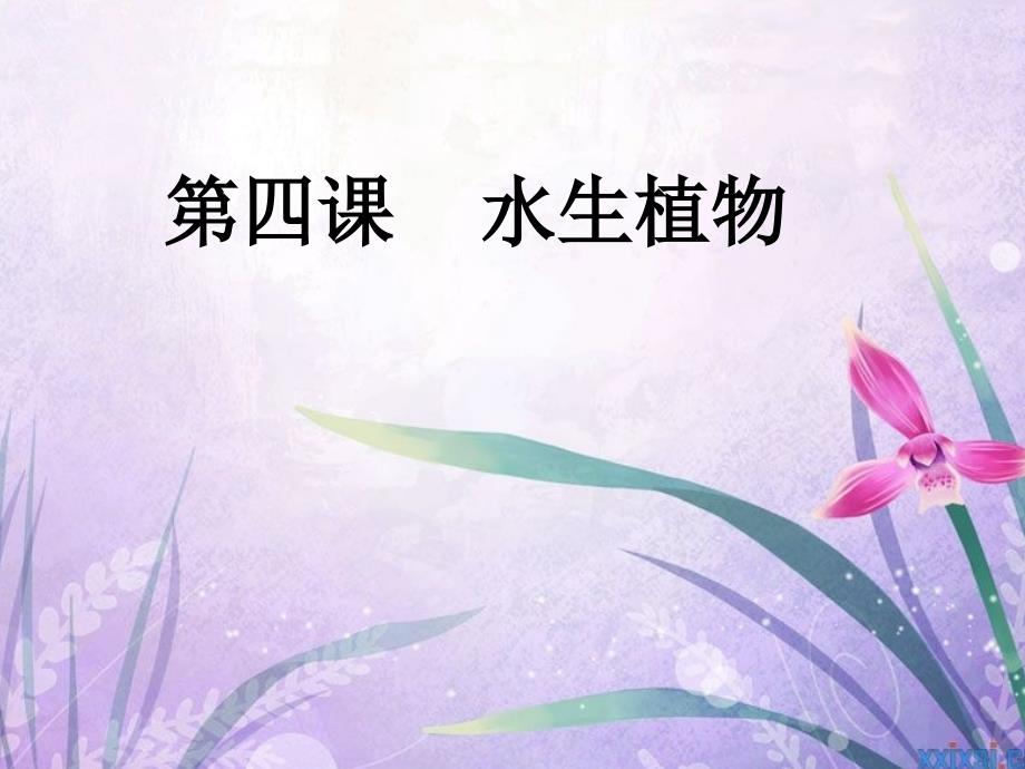 教科版三上科学_水生植物_第1页