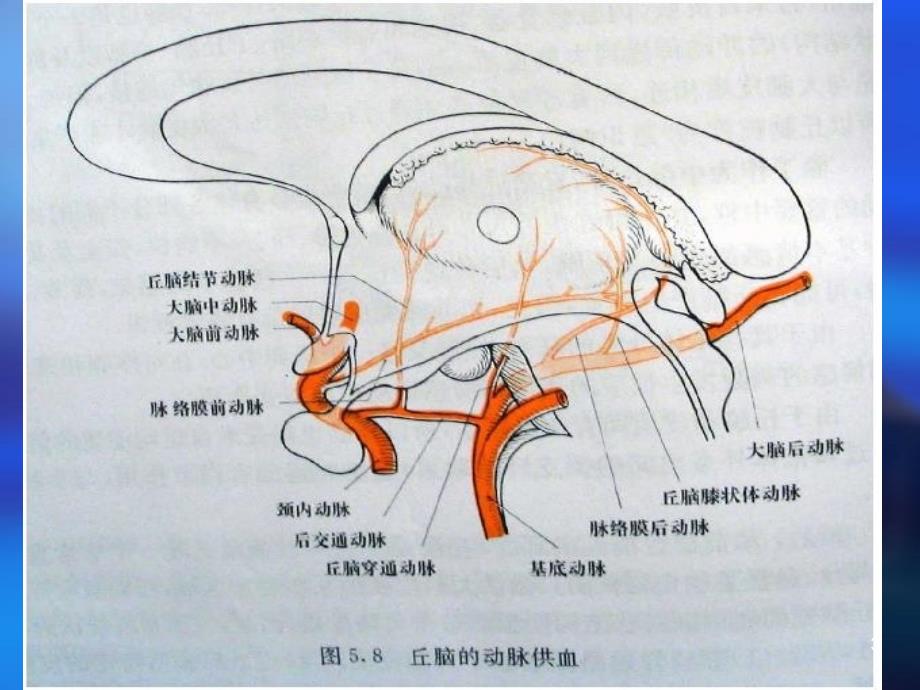 丘脑供血动脉及丘脑梗死PPT课件_第3页