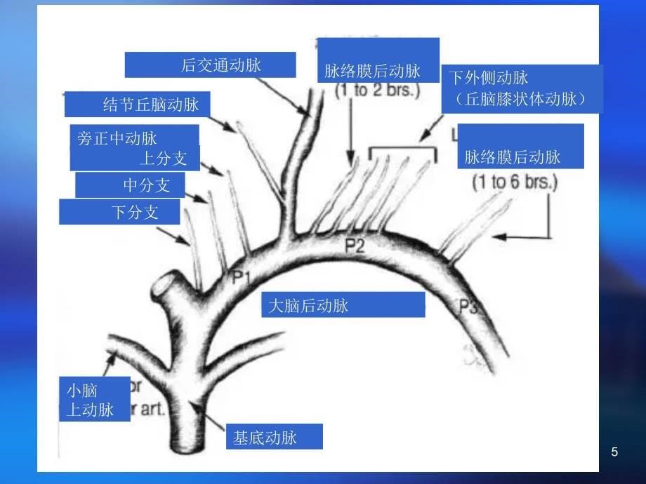 丘脑供血动脉及丘脑梗死PPT课件_第5页