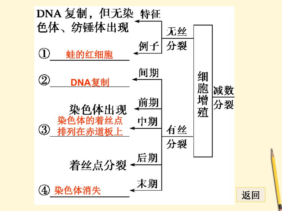 知识专题3学案5细胞的增殖和受精作用_第2页