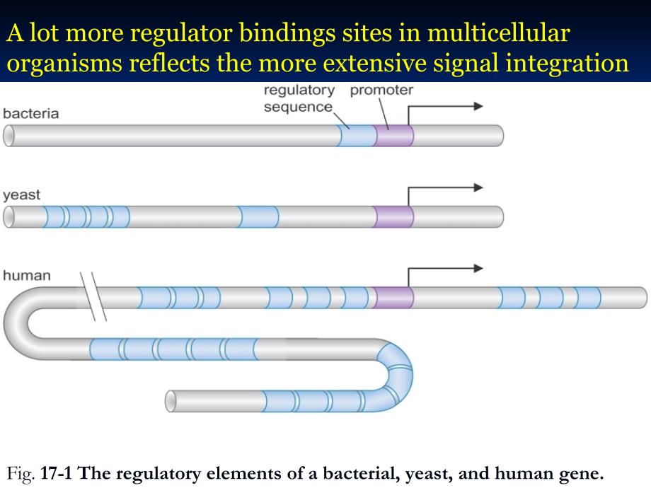 分子生物学教学课件：CHAPTER 17 Gene Regulation in Eukaryotes_第4页