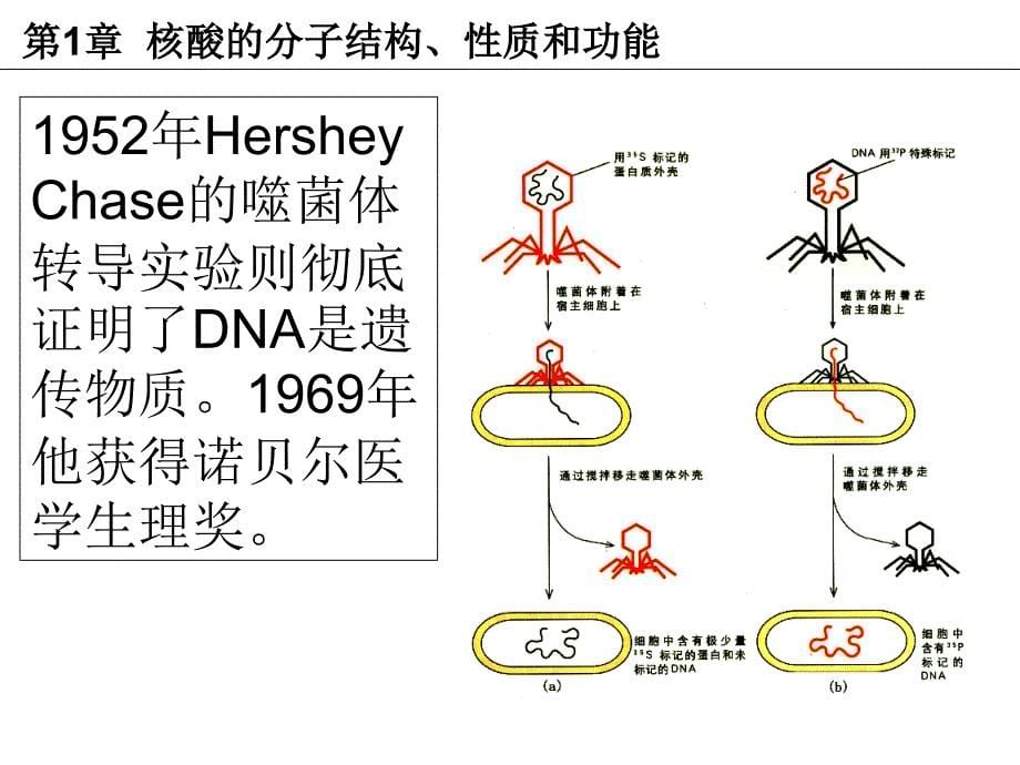 第1章核酸的分子结构性质和功能_第5页