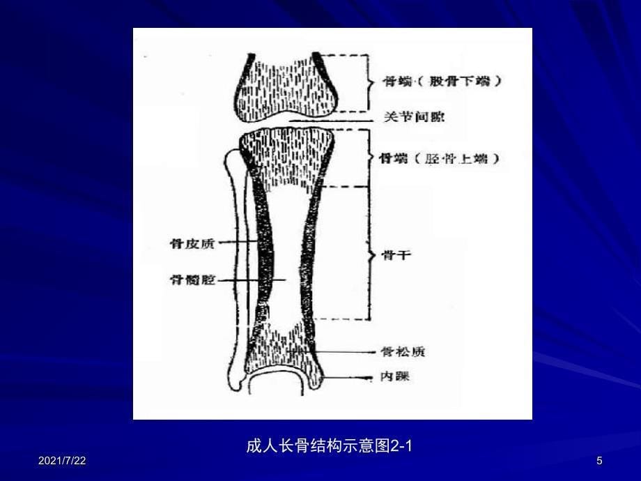 骨与关节正常解剖X线讲课PPT课件_第5页