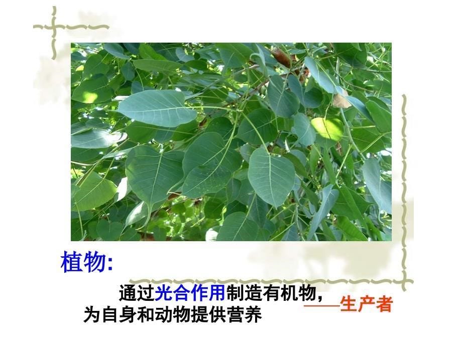 生物与环境组成生态系统_第5页