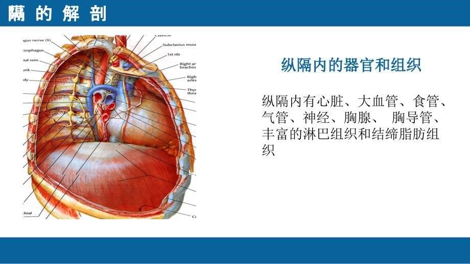 医学纵隔肿瘤教学查房专题PPT培训课件_第5页