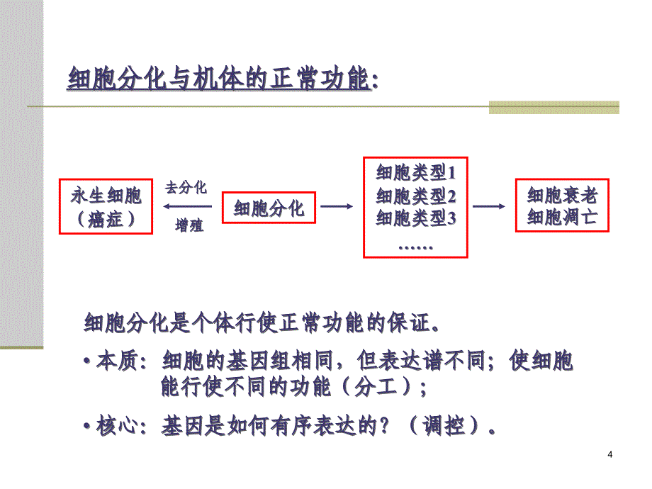 细胞分化与基因表达调控_第4页