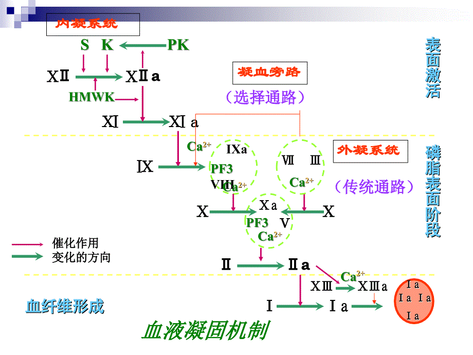 第12章 弥散性血管内凝血_第4页