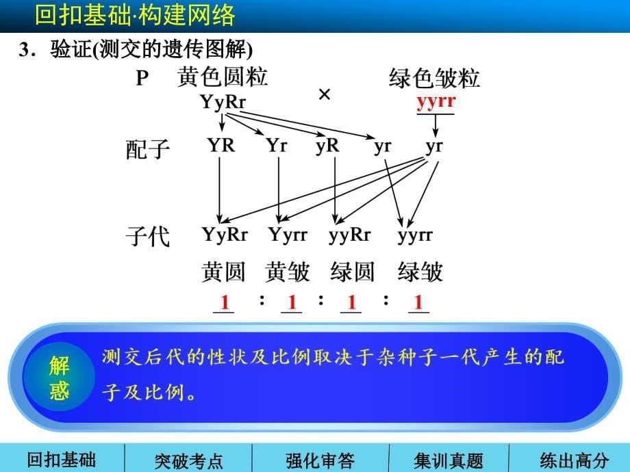 高三第一轮复习孟德尔的豌豆杂交实验二_第5页