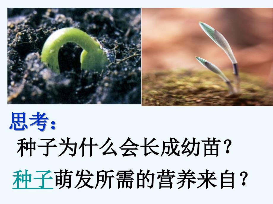 浙教版七年级下册科学植物的一生_第2页