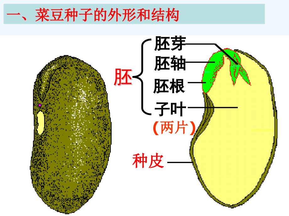 浙教版七年级下册科学植物的一生_第3页