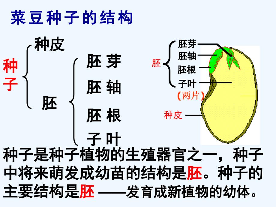 浙教版七年级下册科学植物的一生_第4页