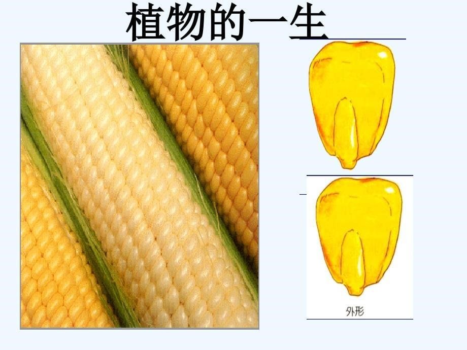 浙教版七年级下册科学植物的一生_第5页