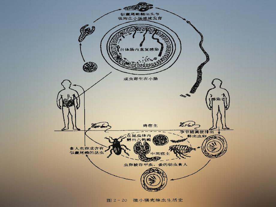 人体少见寄生绦虫课件_第4页