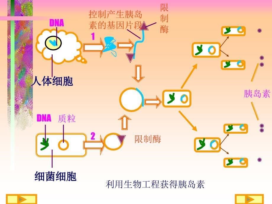 高三生题复习_第5页