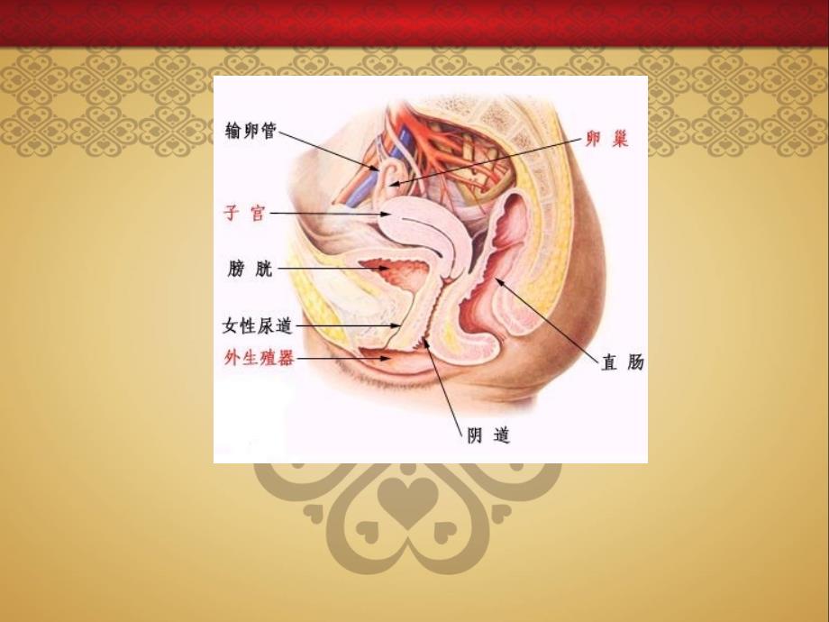 小学五六年级女生青期生理健康教育._第2页