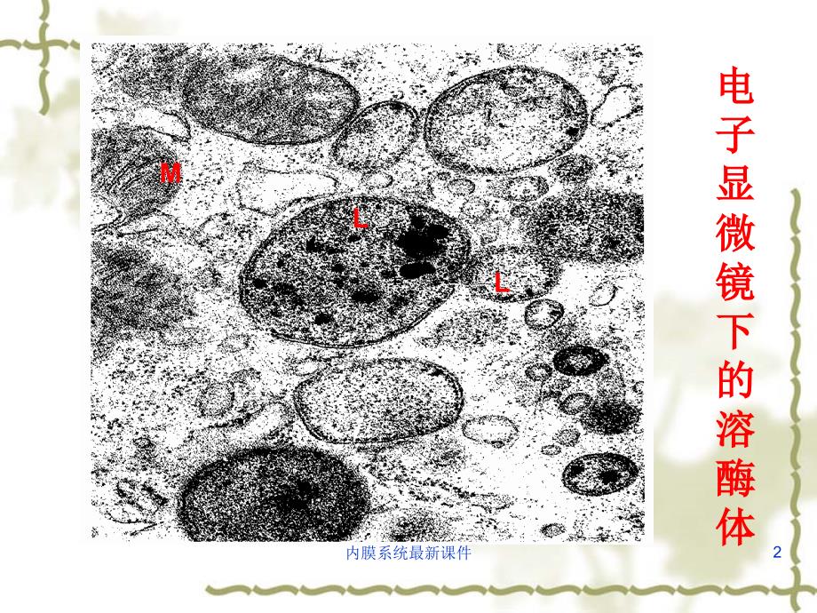 内膜系统最新课件_第2页