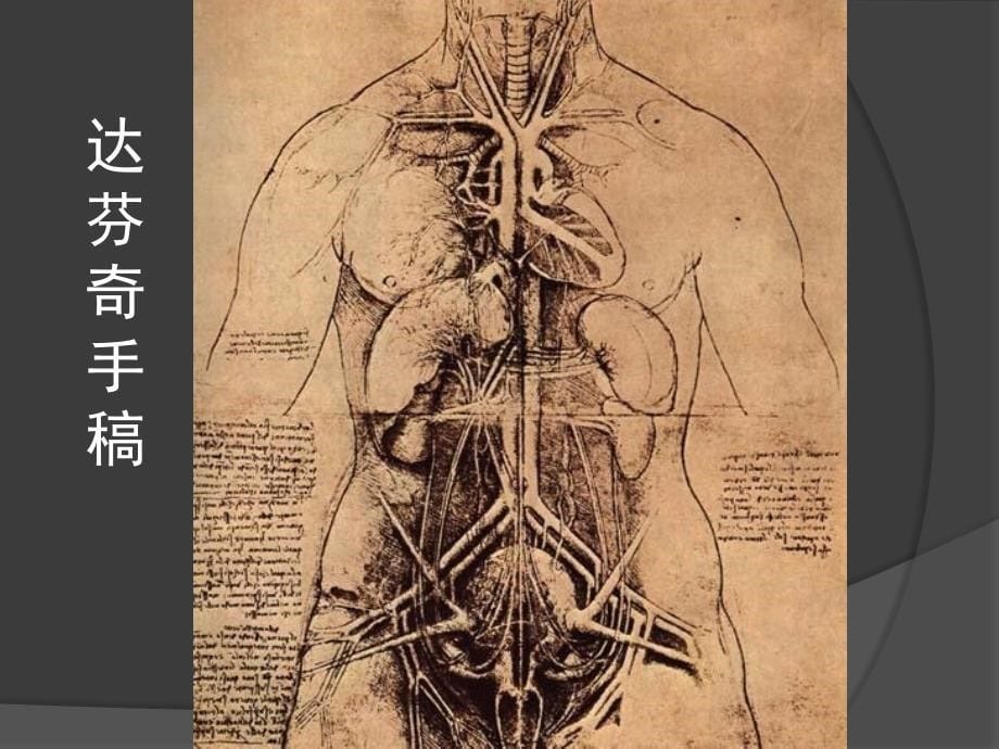 mho-艺用人体解剖学PPT_第5页