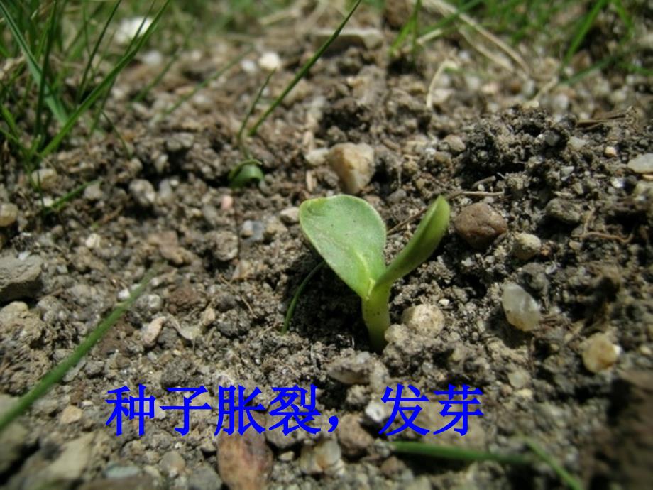 植物的生长条件_第4页