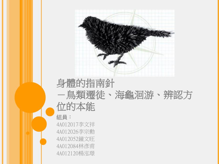 身体的指南针-鸟类迁徒海龟洄游辨认方位的本能_第1页