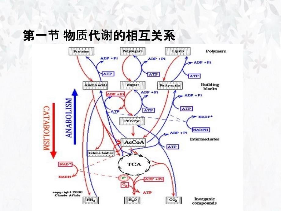 第十三部分代谢调节教学课件_第2页