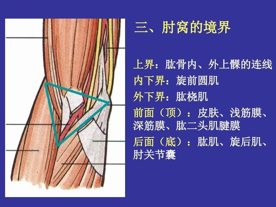 上肢前区颈前区腹前外侧壁小结1_第5页