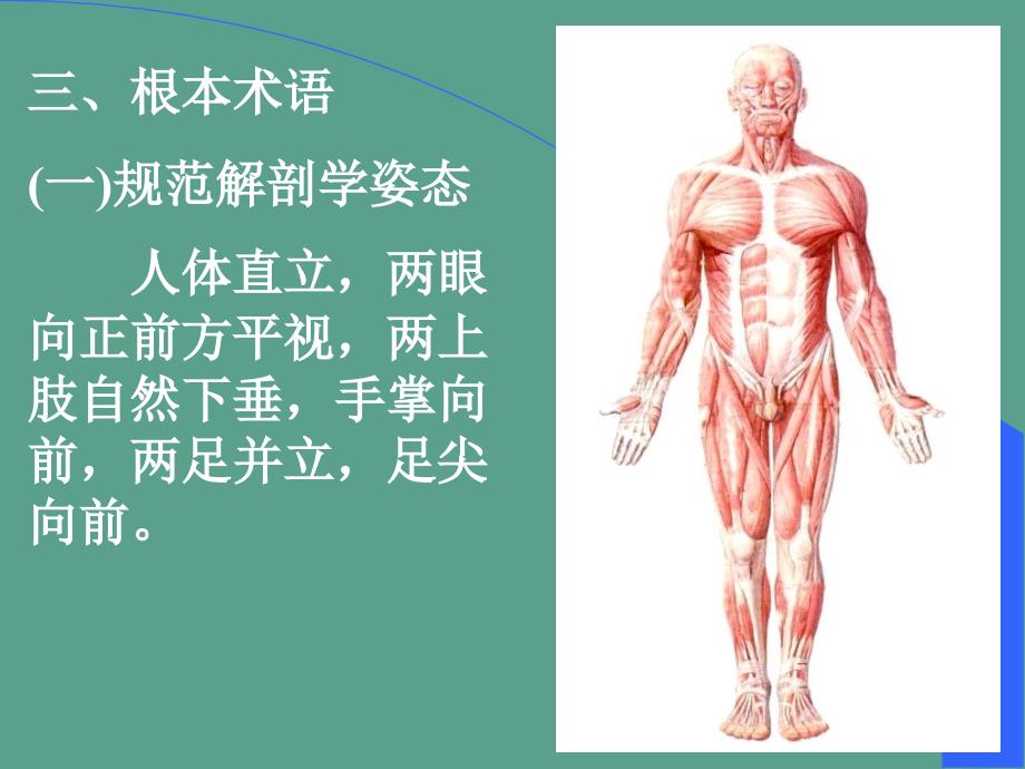 绪论人体结构学ppt课件_第4页