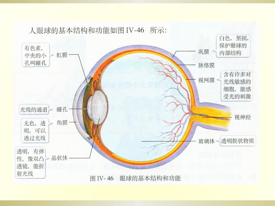 眼球的结构与功能_第3页