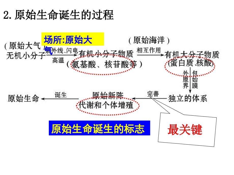 第一单元生命的演化复习_第5页