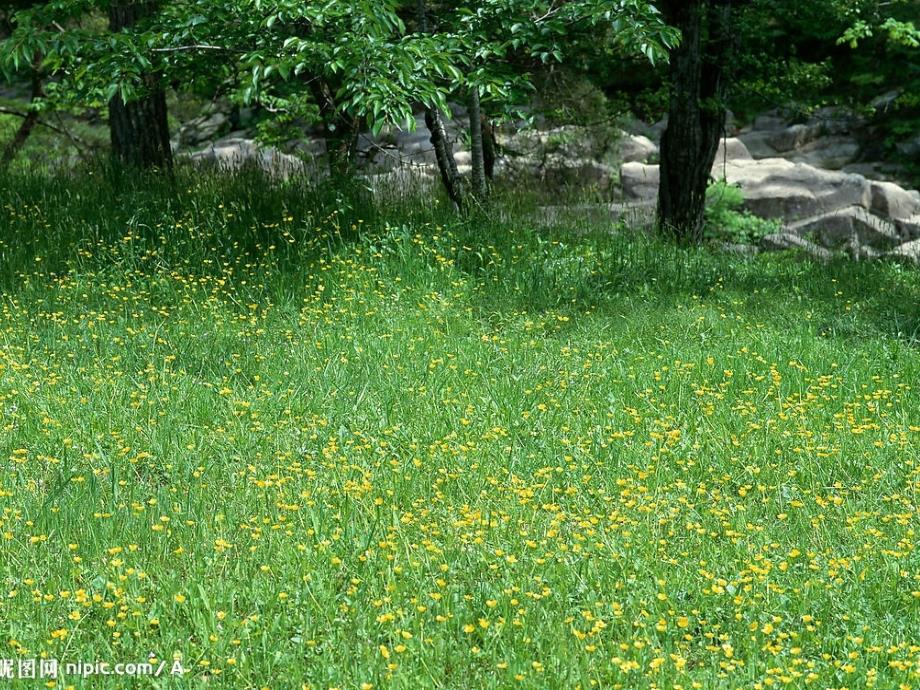 2、金色的草地_第2页