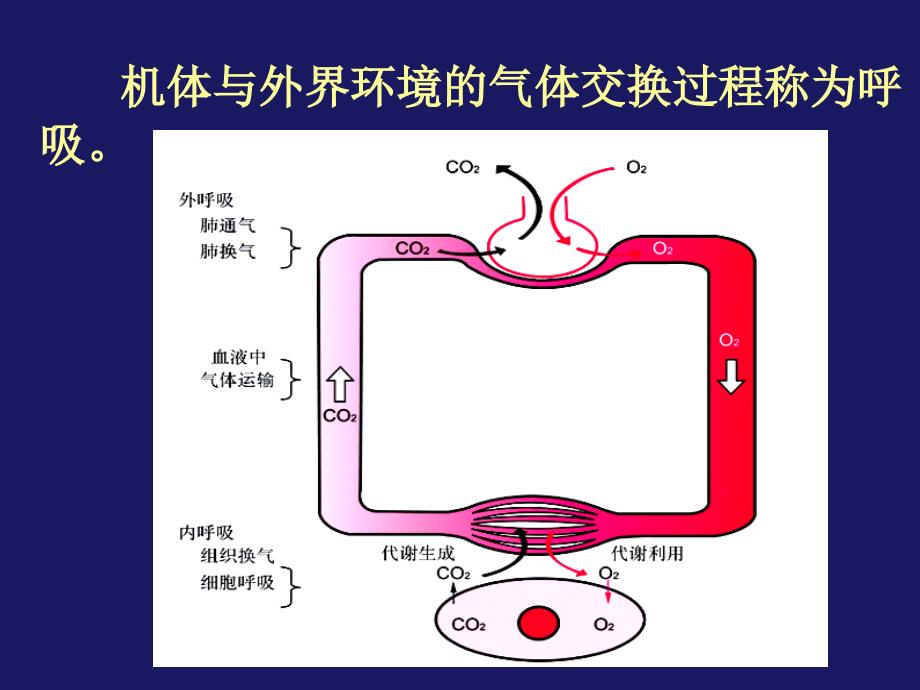 高等教育呼吸生理7版第一学期_第3页