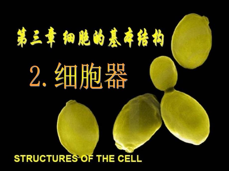 云南省红河州弥勒县庆来学校高一生物《3.2细胞器——系统内的分工合作》课件_第1页