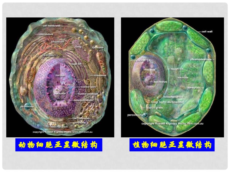 云南省红河州弥勒县庆来学校高一生物《3.2细胞器——系统内的分工合作》课件_第2页