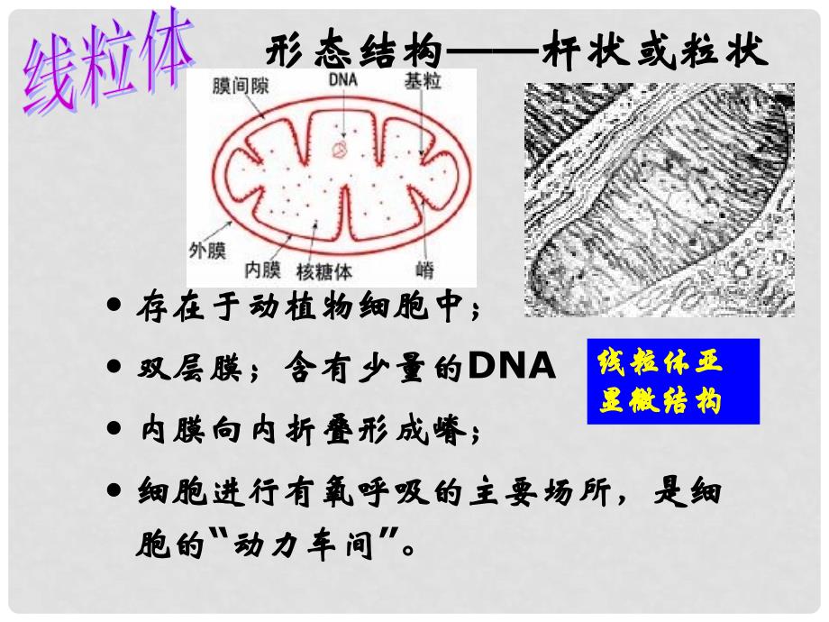 云南省红河州弥勒县庆来学校高一生物《3.2细胞器——系统内的分工合作》课件_第3页