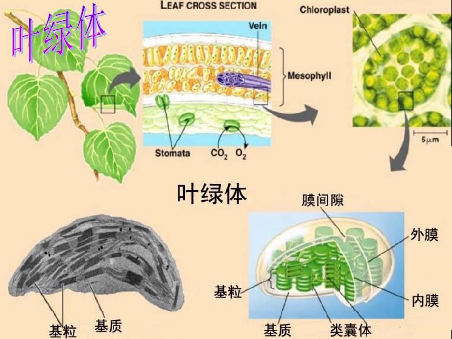 云南省红河州弥勒县庆来学校高一生物《3.2细胞器——系统内的分工合作》课件_第4页