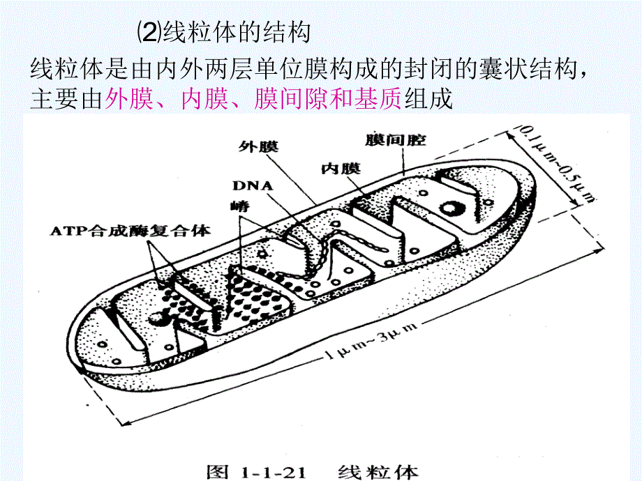 高中生物 细胞质课件_第3页