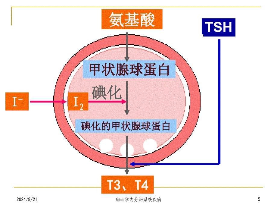 病理学内分泌系统疾病课件_第5页