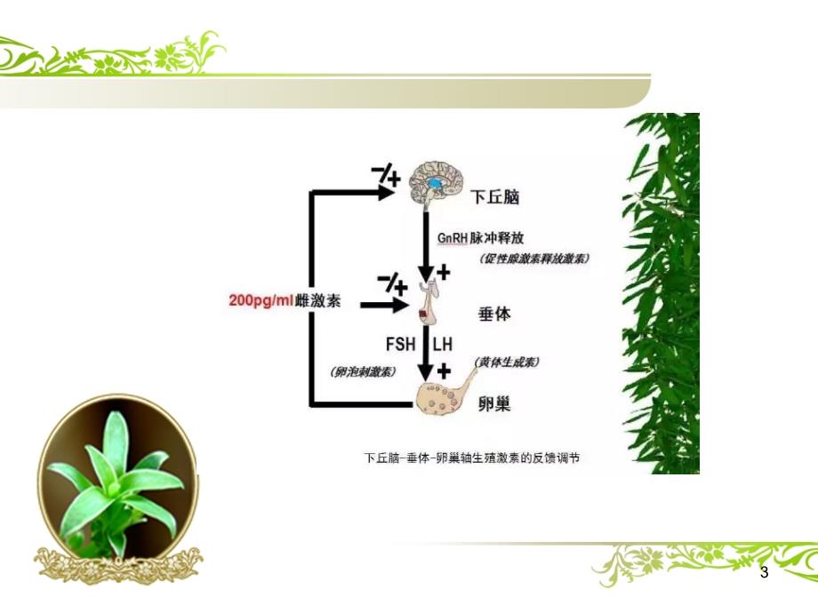 解读性激素六项.ppt_第3页