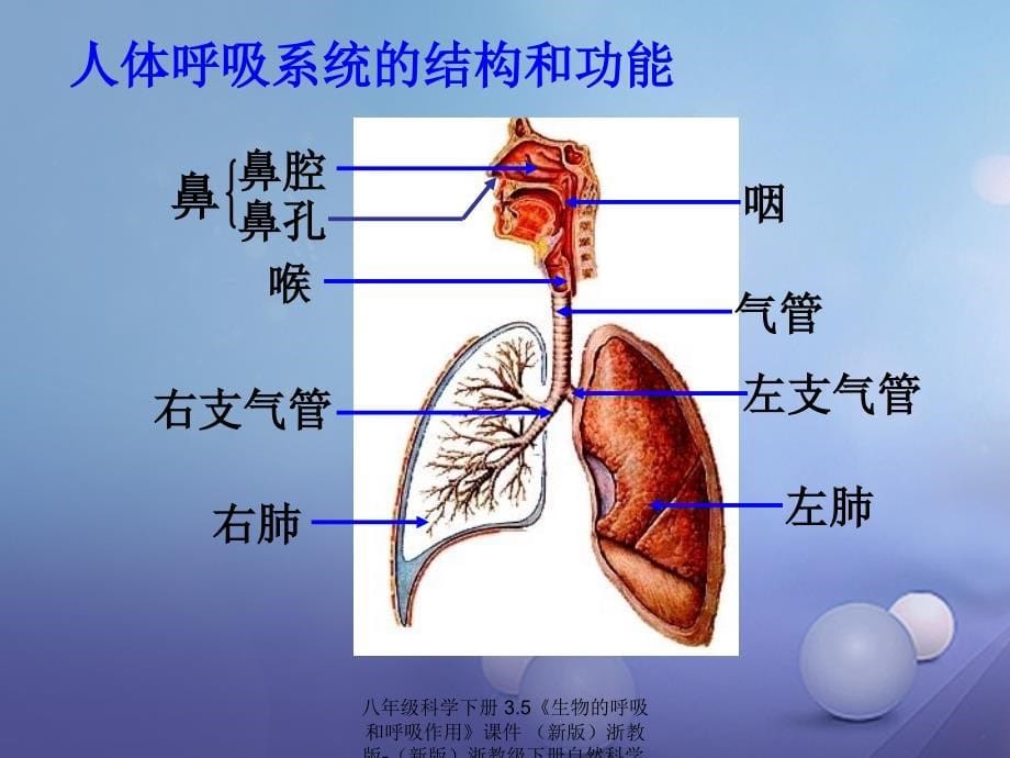 最新八年级科学下册3.5生物的呼吸和呼吸作用_第5页