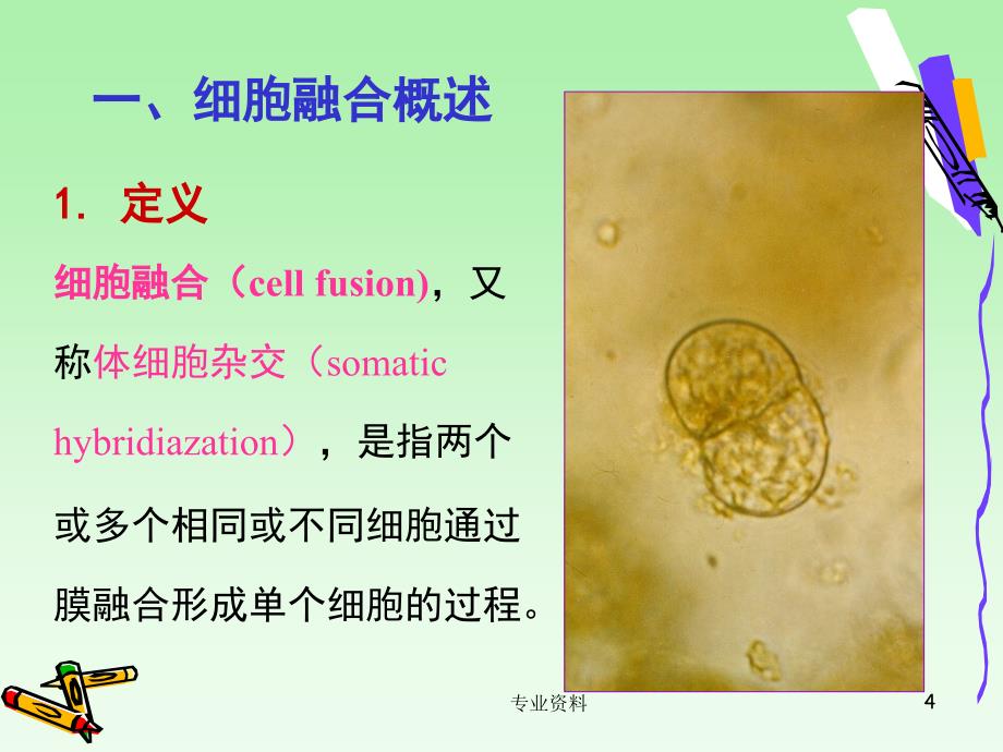 细胞融合与杂交瘤技术专家指导_第4页