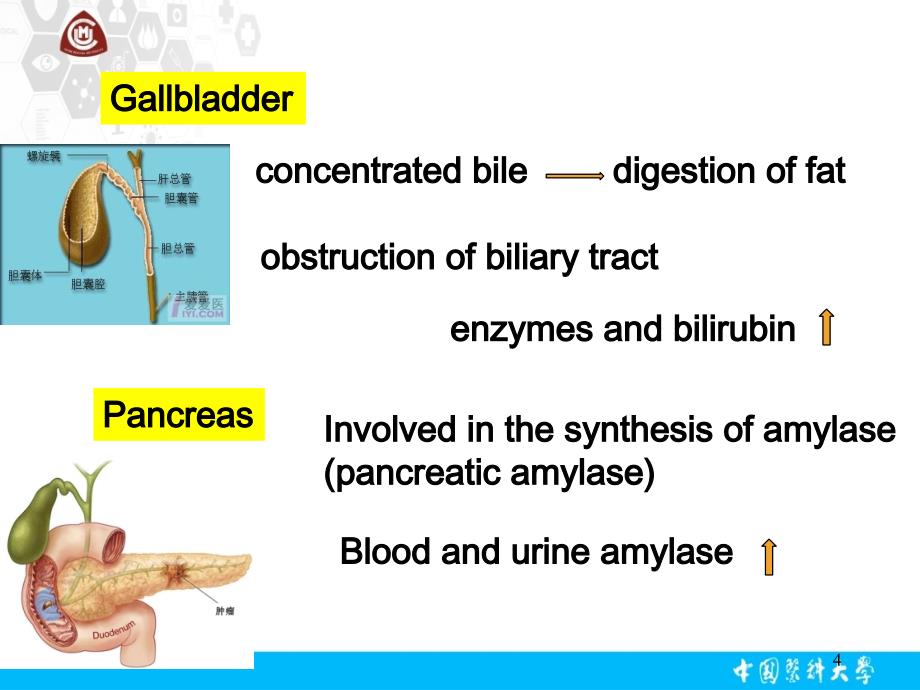 诊断学英文课件：Laboratory Examination of Liver_第4页