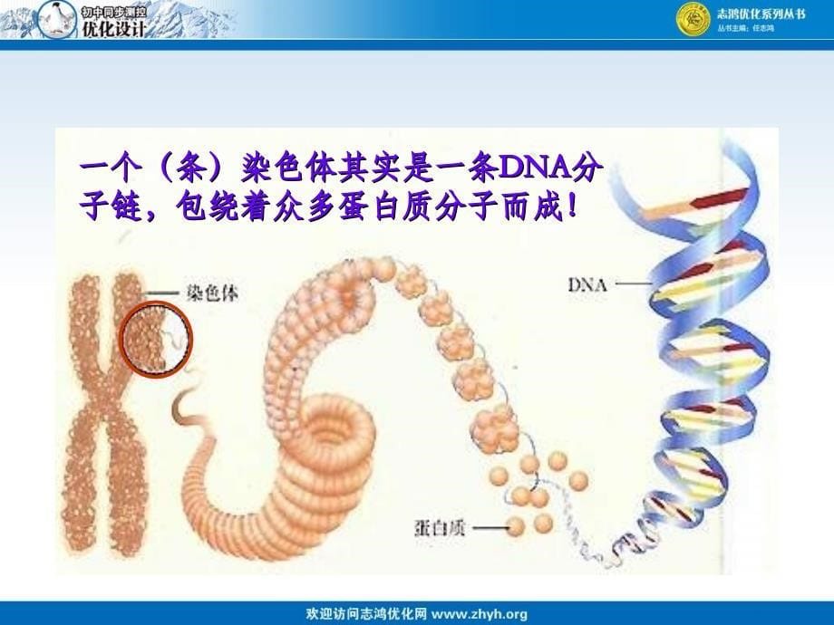 第三节基因的显性和隐性10_第5页