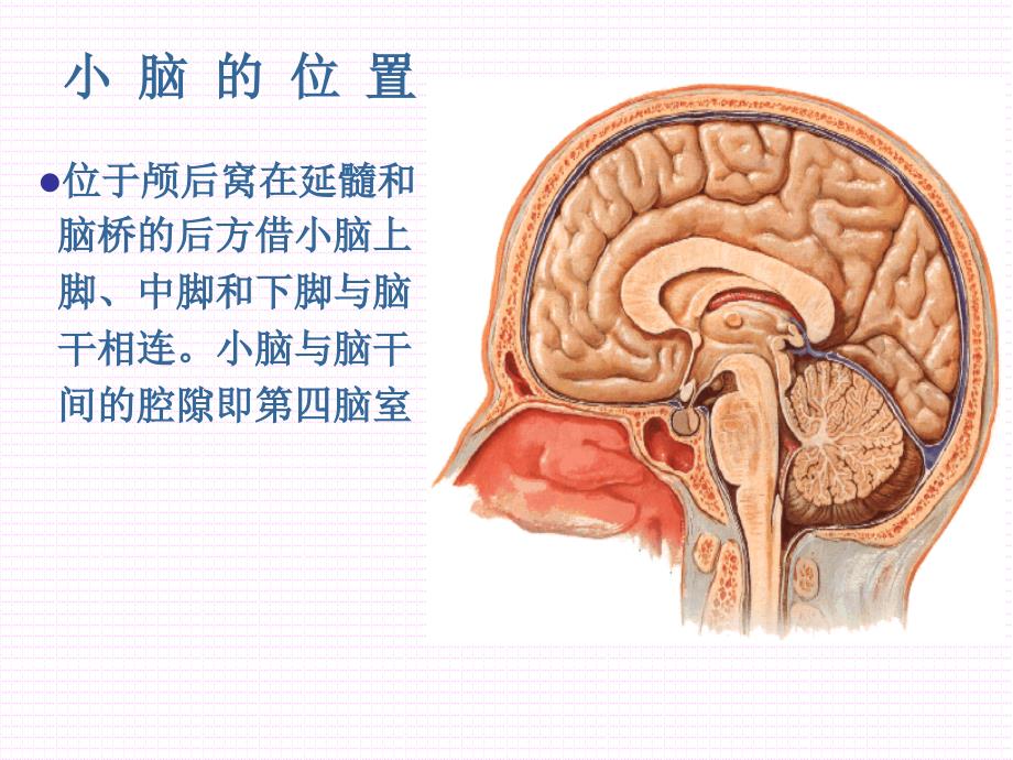 小脑、间脑形态学_第4页