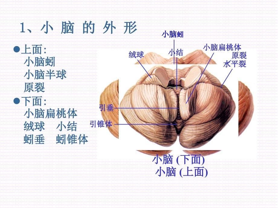 小脑、间脑形态学_第5页